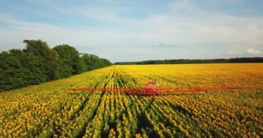 Traktör alan ayçiçeği ile sprinkles. Püskürtücü pestisit plantasyon ayçiçeği ekimi 4 k video işler. 