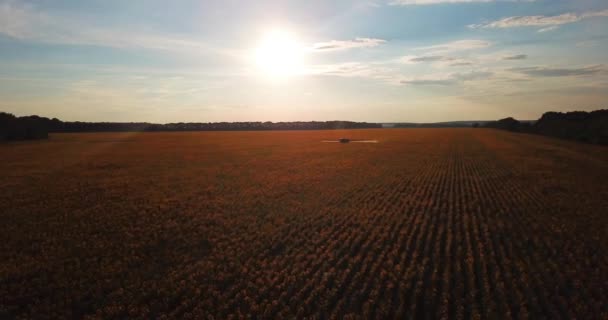 Trator Asperge Campo Com Girassol Pulverizador Processa Plantação Pesticidas Helianthus — Vídeo de Stock