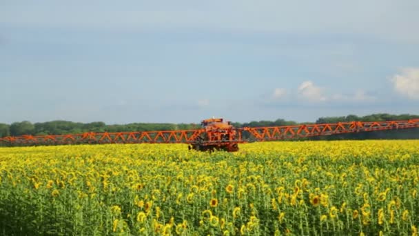 Traktor Posype Pole Slunečnice Rozprašovač Zpracuje Pesticidů Plantáž Helianthus Plantáž — Stock video