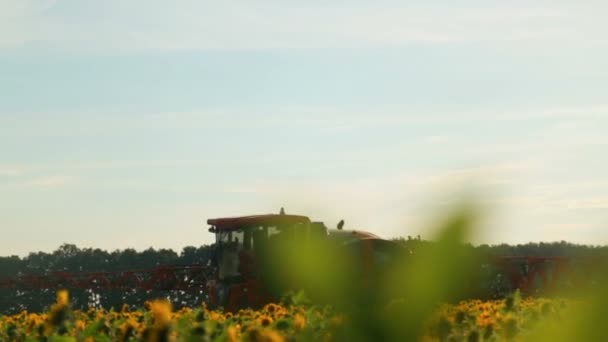 Trekker Hagelslag Veld Met Een Zonnebloem Machine Verwerkt Bestrijdingsmiddelen Plantage — Stockvideo