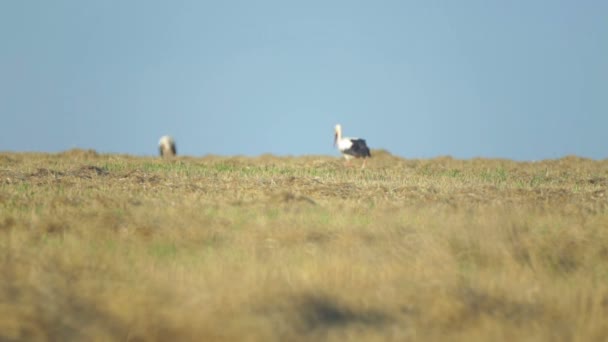 Der Storch Geht Nach Der Weizenernte Über Das Feld Kranichstorch — Stockvideo