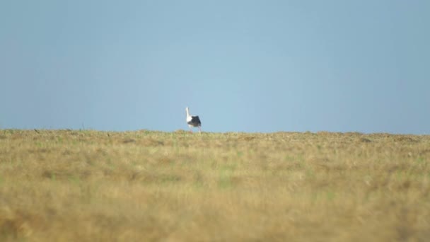 Cigüeña Camina Por Campo Después Cosechar Trigo Cigüeña Grúa Campo — Vídeo de stock