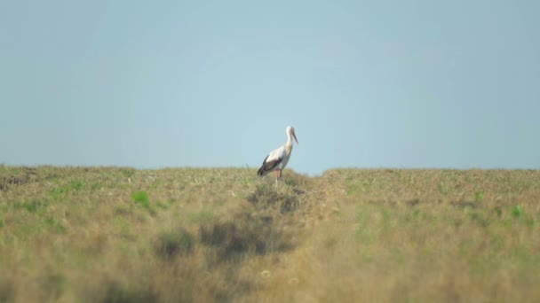 Der Storch Geht Nach Der Weizenernte Über Das Feld Kranichstorch — Stockvideo