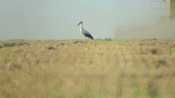 Cegonha Campo Durante Colheita Cegonha Guindaste Perto Colheitadeira Colheita Trigo — Vídeo de Stock