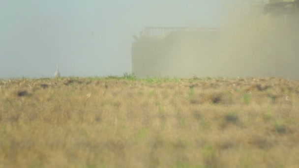 Cegonha Campo Durante Colheita Cegonha Guindaste Perto Colheitadeira Colheita Trigo — Vídeo de Stock