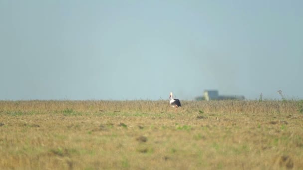 Cicogna Nel Campo Durante Raccolta Gru Cicogna Vicino Alla Mietitrice — Video Stock