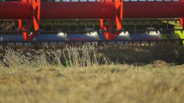 Cosechadora Extrae Trigo Campo Granja Primer Plano Una Cosechadora Cosechando — Vídeo de stock