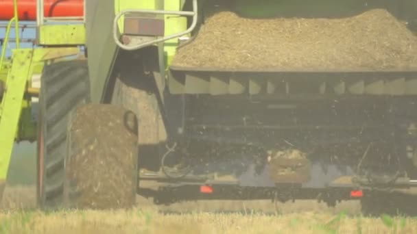 Cosechadora Extrae Trigo Campo Granja Primer Plano Una Cosechadora Cosechando — Vídeo de stock