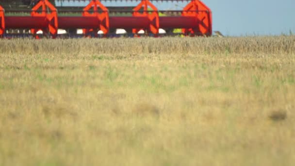 联合收割机将农田上的小麦移除 农田收割小麦收获机特写 — 图库视频影像