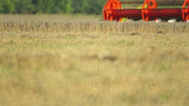 Birleştirme hasat çiftlik alanında buğday kaldırır. Buğday alanında hasat hasat Close-up.