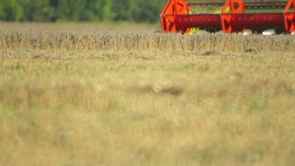 수확기 농장에 분야에서 밀가루를 제거합니다 필드에 수확기의 클로즈업 — 비디오