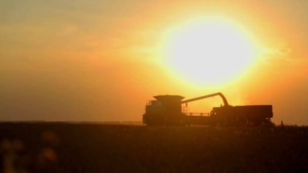 日落时分的联合收割机将谷物卸到翻车机上 夕阳下卸粮中收割机的剪影 — 图库视频影像
