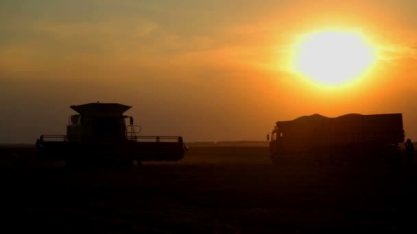 Combine Sunset Unloads Grain Dumper Silhouette Harvester Sunset Sun Unloading — Stock Video