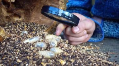 Çocuk bir larva bir böcek bir büyüteç aracılığıyla okuyor. Çocuk bir büyüteç 4 k video aracılığıyla larva izliyor.