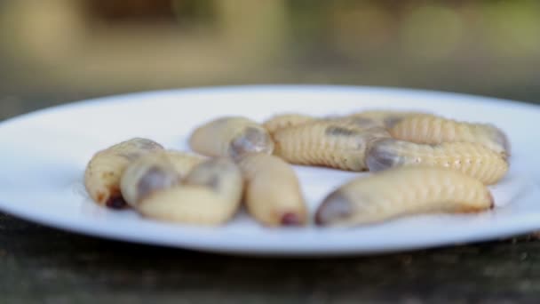 Färsk Skalbaggar Larver Tallrik Exotiska Asiatiska Rätter Med Insektslarver — Stockvideo