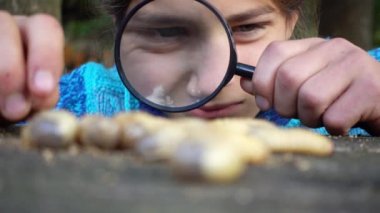 Çocuk bir larva bir böcek bir büyüteç aracılığıyla okuyor. Çocuk bir büyüteç 4 k video aracılığıyla larva izliyor. 
