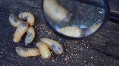 Çocuk bir larva bir böcek bir büyüteç aracılığıyla okuyor. Çocuk bir büyüteç 4 k video aracılığıyla larva izliyor. 
