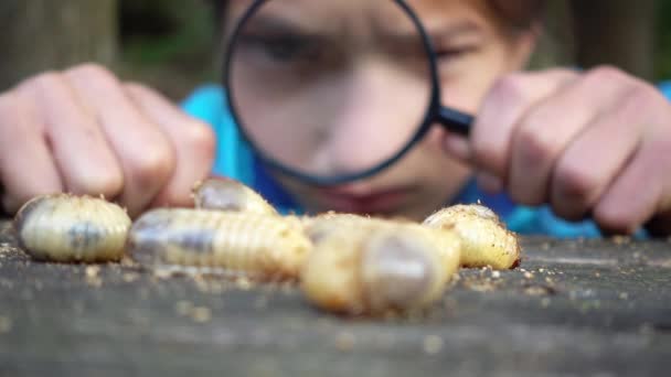 Jongen Bestudeert Een Larve Van Een Kever Door Een Vergrootglas — Stockvideo