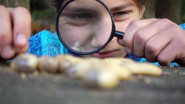 Boy Studies Larva Beetle Magnifying Glass Child Watching Larva Magnifying — Stock Video