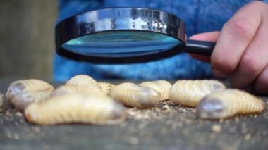 Çocuk bir larva bir böcek bir büyüteç aracılığıyla okuyor. Çocuk bir büyüteç 4 k video aracılığıyla larva izliyor. 