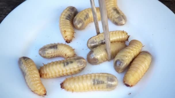 新鲜的甲虫幼虫在盘子上 异国情调的亚洲美食与昆虫幼虫 — 图库视频影像