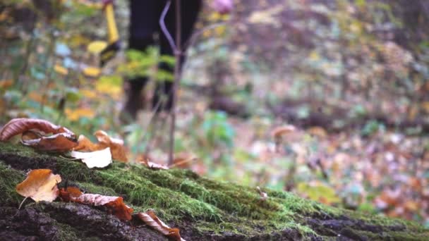 레스터 초상화 숲에서 도끼로 사람의 클로즈업 — 비디오