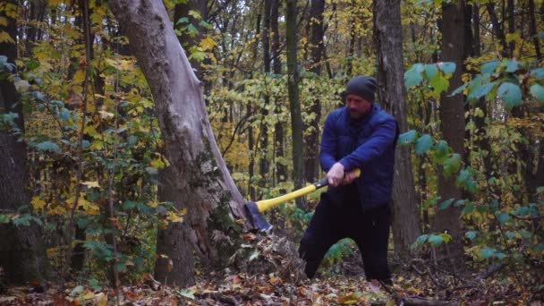 带着胡子的人在森林里用斧头减速 森林里的森林里有砍伐树木 慢动作 — 图库视频影像