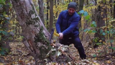Yavaş aşağı bir balta ile ormanda sakallı adam. Ormandaki ağaçlar doğrama Forester. Ağır çekim. 