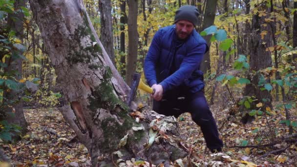 带着胡子的人在森林里用斧头减速 森林里的森林里有砍伐树木 慢动作 — 图库视频影像