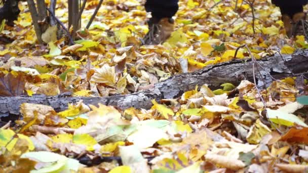 Närbild Porträtt Skogvaktare Ben Skor Närbilder Man Med Yxa Skogen — Stockvideo