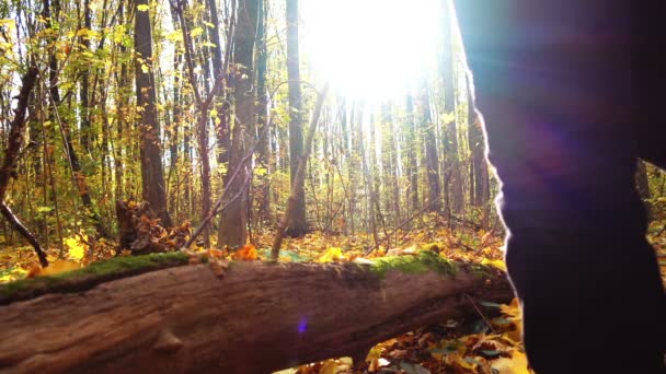 秋天的人在树林里拿着斧头 一个人的肖像与斧头和日志在森林里 — 图库视频影像