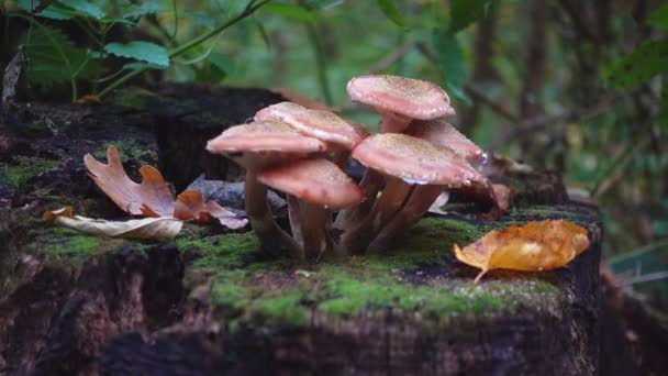 Edible Mushrooms Stump Autumn Forest Fresh Mushrooms Wild Agaric Deep — Stock Video