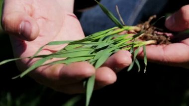 Eller buğday tohumu ile ziraat mühendisi. Çiftçinin closeup buğday filizi ile eller. 
