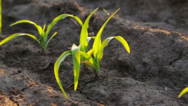 Jonge Maïs Aanplant Het Veld Industriële Teelt Van Maïs Boerderijen — Stockvideo