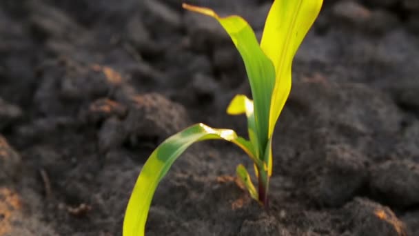 Young Corn Saplings Field Industrial Cultivation Corn Farms — Stock Video
