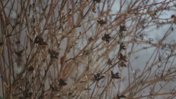 Tohumlar Üzerinde Kar Yağışı Kışın Bir Çalı Bush Ile Tohum — Stok video
