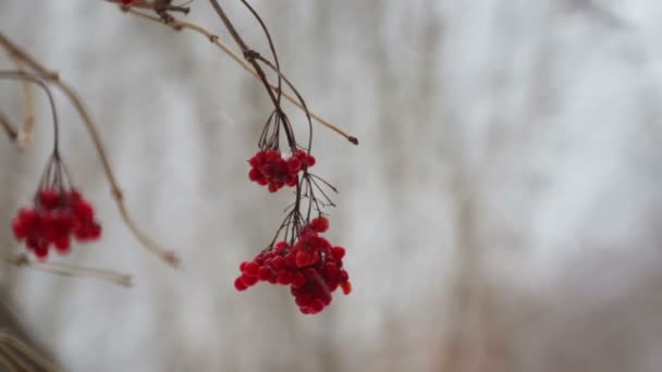 Frutos Viburnum Inverno Uma Árvore Queda Neve Frutos Bagas Ramo — Vídeo de Stock