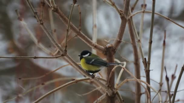 鸟山雀在冬天在灌木 公园里一只野鸟在公园里的特写镜头肖像 — 图库视频影像
