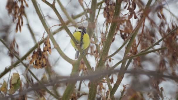 Fågel Tit Vintern Buskarna Närbild Porträtt Vild Fågel Vintern Park — Stockvideo