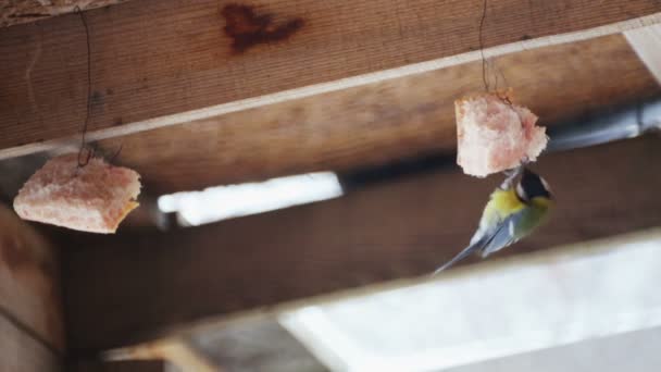 Πουλί Χτύπημα Χειμώνα Τρώει Λιπαρά Άγριο Πτηνό Tit Pecks Κρέμασε — Αρχείο Βίντεο