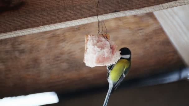 Bird Tit Winter Eats Fat Wild Bird Tit Pecks Hung — Stock Video