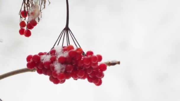 Früchte Von Viburnum Winter Auf Einem Baum Schneefall Früchte Der — Stockvideo