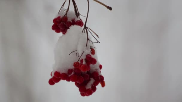 Frukter Viburnum Vintern Ett Träd Snöfallet Frukter Bär Gren Vinter — Stockvideo