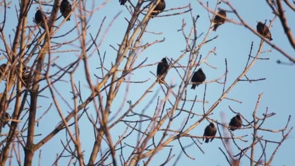 Europejski Ptak Sroc Siedzi Gałęzi Drzewa Szpaki Siedzą Szczycie Drzewa — Wideo stockowe