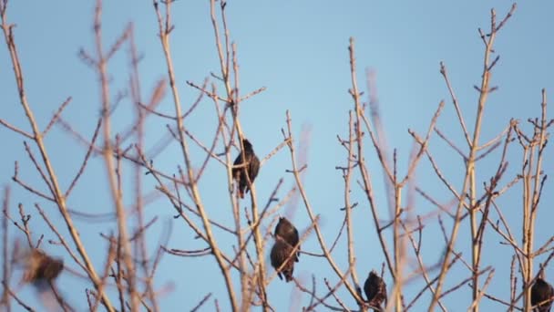 Der Europäische Vogel Sroc Sitzt Auf Den Ästen Eines Baumes — Stockvideo