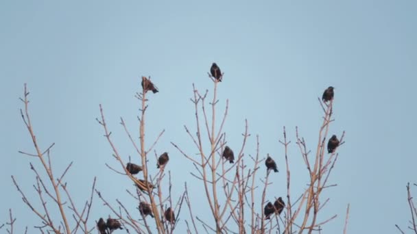 Pássaro Europeu Sroc Senta Nos Ramos Uma Árvore Starlings Sentar — Vídeo de Stock