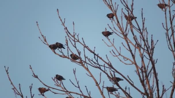 European Bird Sroc Sits Branches Tree Starlings Sit Top Tree — Stock Video