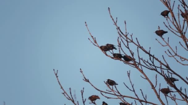ムクドリは 木の上に座るし 飛び去る ヨーロッパの鳥 Sroc は木の枝に座っています — ストック動画