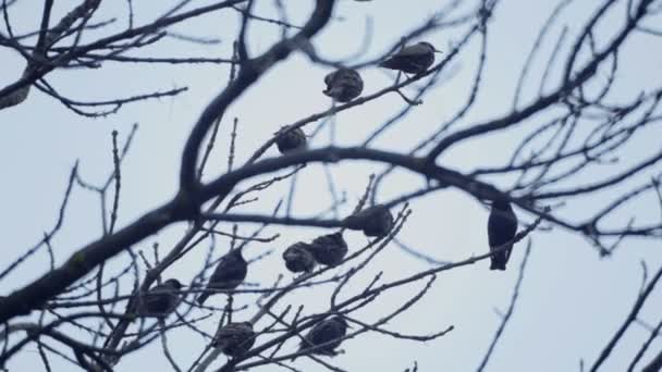 ヨーロッパの鳥 Sroc は木の枝に座っています ムクドリは 春に木の上に座る — ストック動画