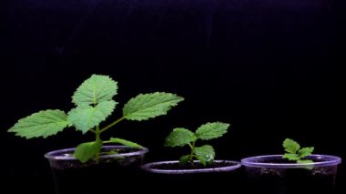 Paulownia fide bitki Kreş sulama. pot yavaş yavaş hareket Paulownia Filiz.  